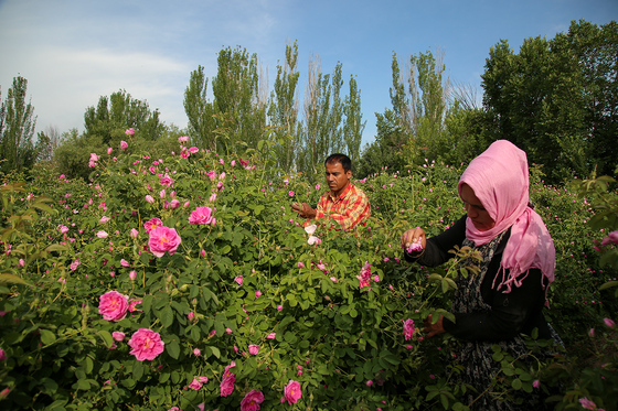 برداشت گل محمدی در روستای فرخد