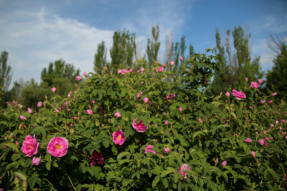 برداشت گل محمدی در روستای فرخد