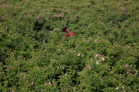 برداشت گل محمدی در روستای فرخد