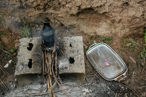 برداشت گل محمدی در روستای فرخد
