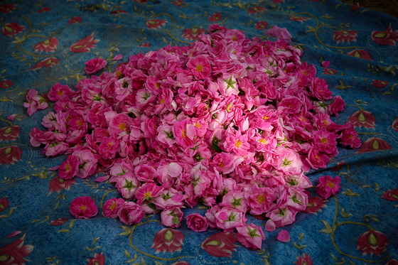 برداشت گل محمدی در روستای فرخد