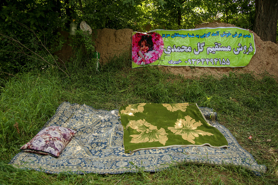 برداشت گل محمدی در روستای فرخد