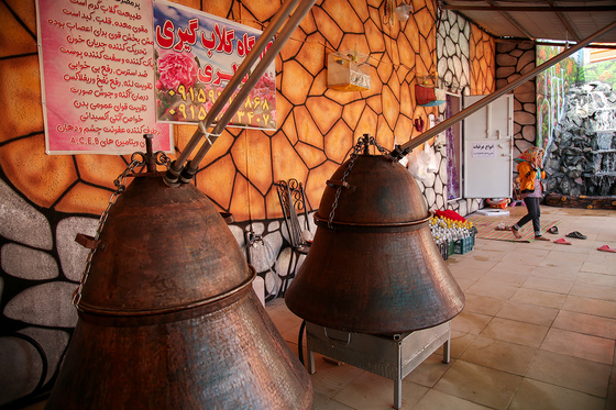 برداشت گل محمدی در روستای فرخد