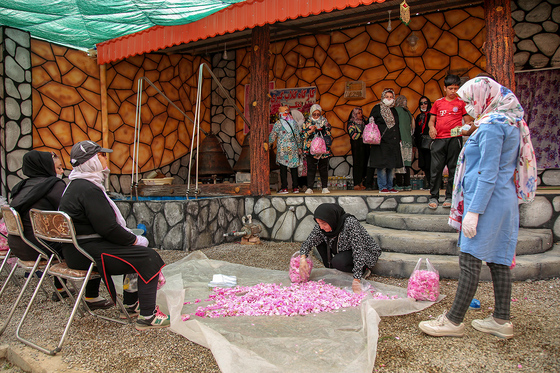 برداشت گل محمدی در روستای فرخد