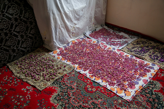 برداشت گل محمدی در روستای فرخد