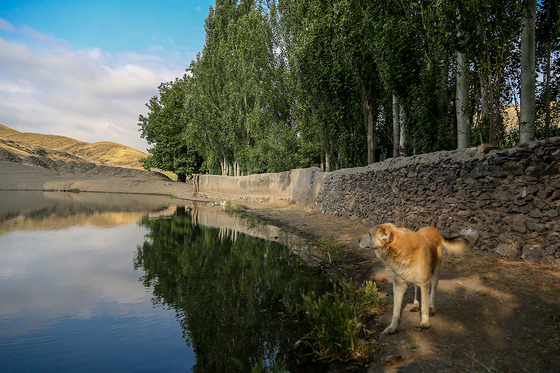 طبیعت «چشمه پونه»
