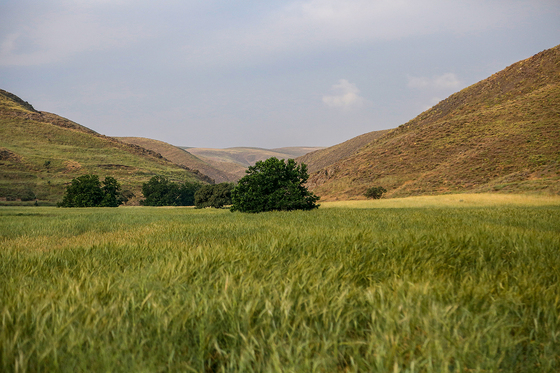 طبیعت «چشمه پونه»