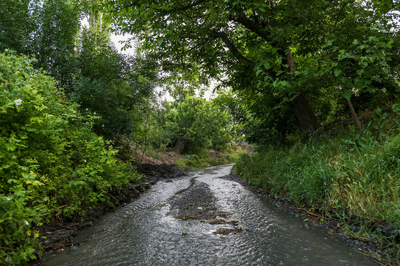 طبیعت «چشمه پونه»