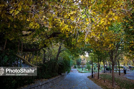 طبیعت پاییزی بوستان ملت و وکیل آباد