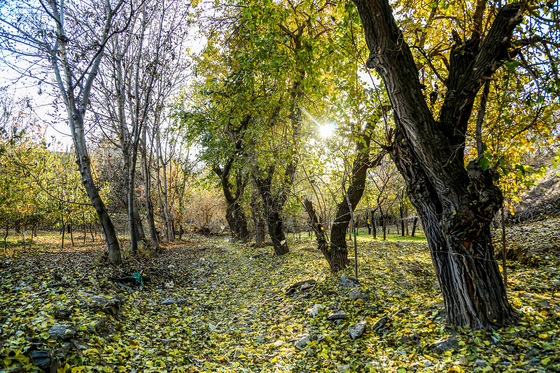 طبیعت پاییزی ییلاقات مشهد
