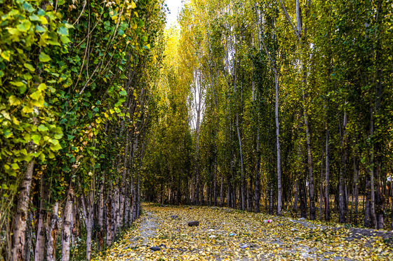 طبیعت پاییزی ییلاقات مشهد