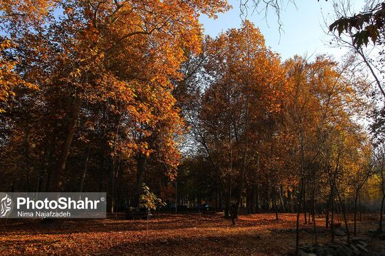 پرسه در پاییز