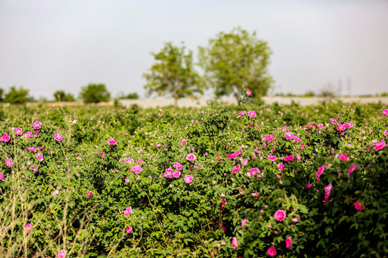 برداشت گل محمدی در روستای فرخد