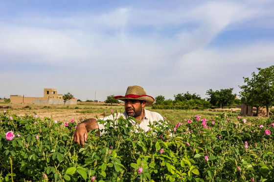 برداشت گل محمدی در روستای فرخد
