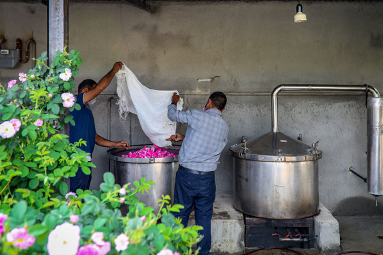 برداشت گل محمدی در روستای فرخد