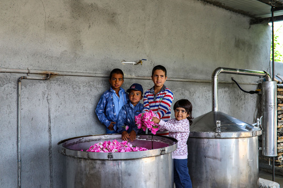 برداشت گل محمدی در روستای فرخد