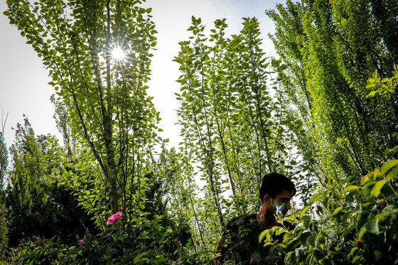 برداشت گل محمدی در روستای فرخد