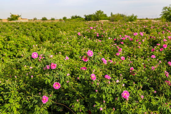 برداشت گل محمدی در روستای فرخد