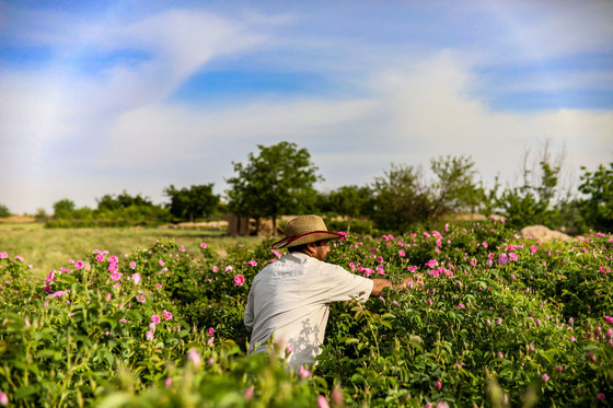 برداشت گل محمدی در روستای فرخد