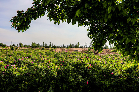 برداشت گل محمدی در روستای فرخد
