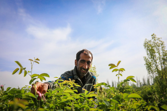 برداشت گل محمدی در روستای فرخد