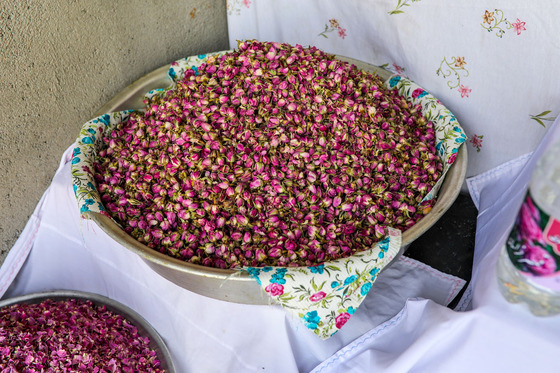 برداشت گل محمدی در روستای فرخد