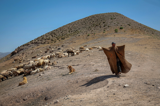 «سرغایه» قطب نمدمالی خراسان