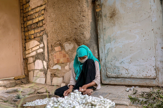 ابریشم کشی