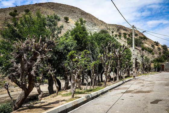 ابریشم کشی