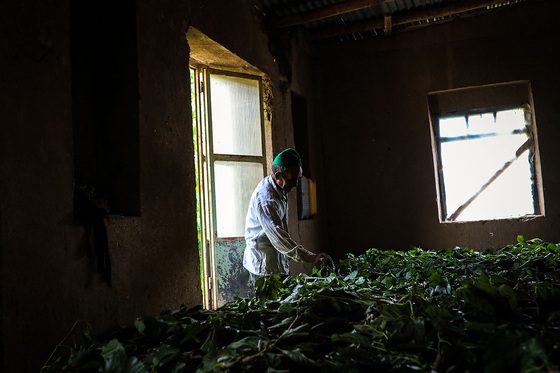 ابریشم کشی
