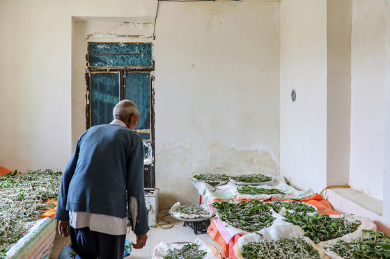 ابریشم کشی