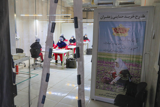 برداشت زعفران از مزارع تربت حیدریه 