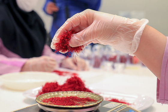 برداشت زعفران از مزارع تربت حیدریه 
