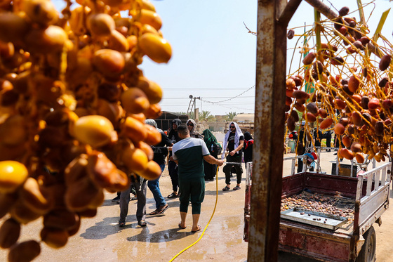 زائران پیاده اربعین در مسیر کربلا