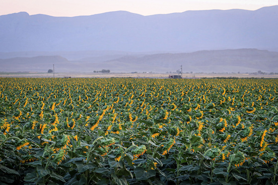 مزرعه آفتابگردان