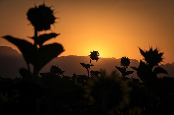 مزرعه آفتابگردان