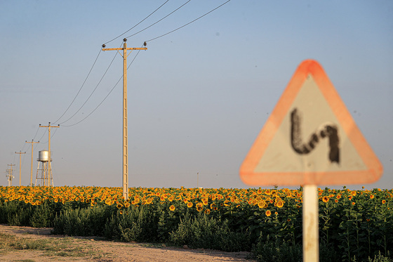 مزرعه آفتابگردان