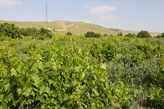 تاکستان های روستای بیگلر