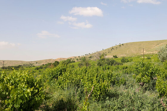 تاکستان های روستای بیگلر