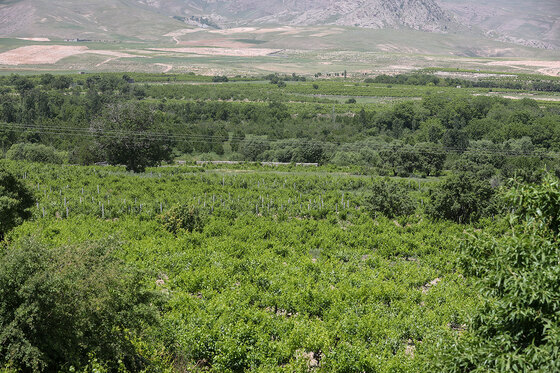 تاکستان های روستای بیگلر