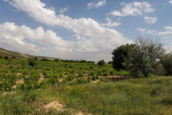 تاکستان های روستای بیگلر