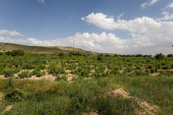 تاکستان های روستای بیگلر