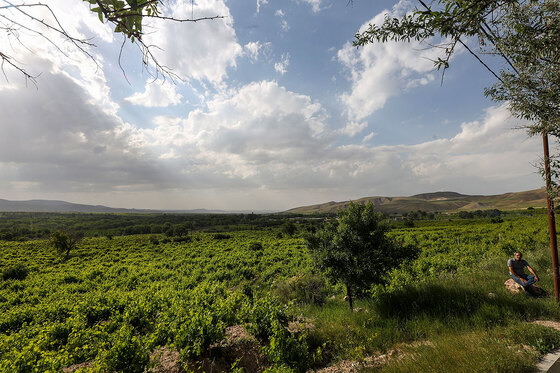 تاکستان های روستای بیگلر