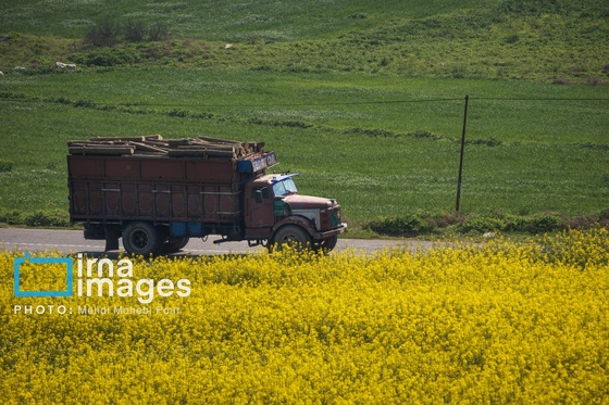 گزارش تصویری | قاچاق چوب
