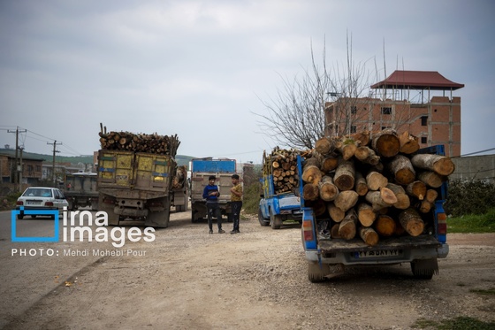 گزارش تصویری | قاچاق چوب