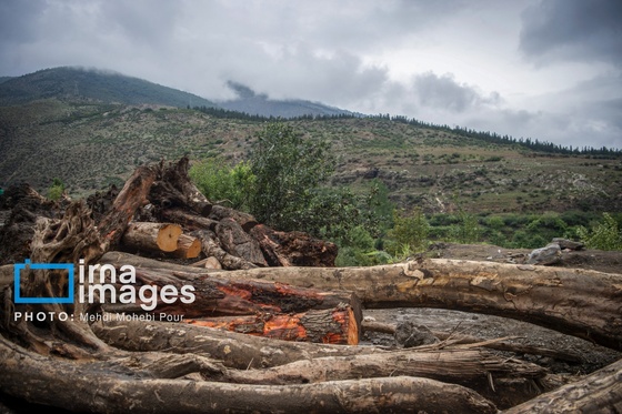 گزارش تصویری | قاچاق چوب
