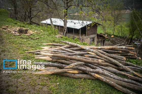 گزارش تصویری | قاچاق چوب