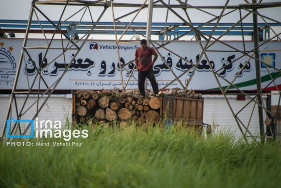 گزارش تصویری | قاچاق چوب