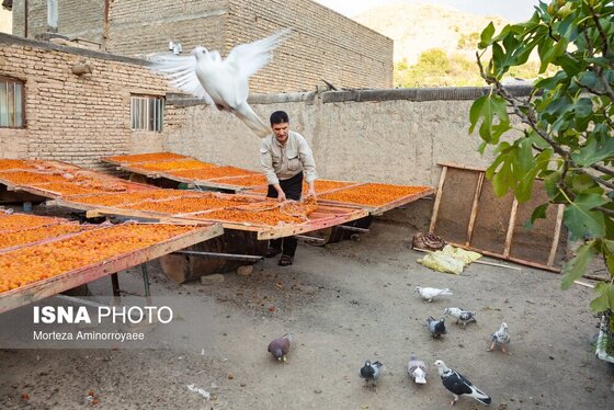 ایران زیباست | «خرو» بزرگ‌ترین تولیدکننده آلو در کشور