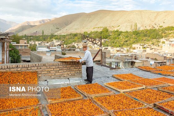 ایران زیباست | «خرو» بزرگ‌ترین تولیدکننده آلو در کشور
